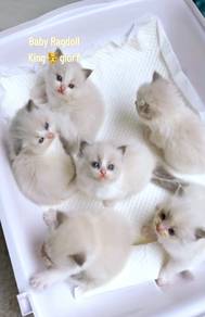 Baby Ragdoll Pure Breed 