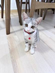 Cat for Sale