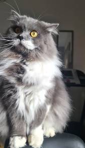 Kucing Persian Johor