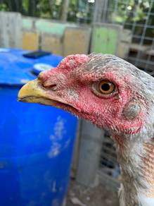 Ayam Ganoi