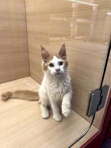 Mainecoon