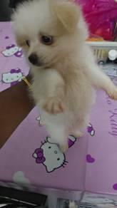 Tiny Pomeranian