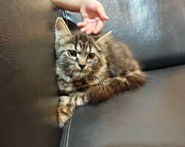 Siberian female kitten