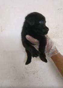 Labrador male