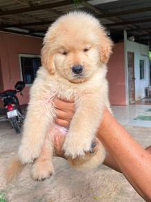 Golden retriever