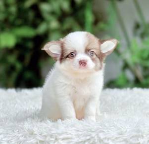 CHIHUAHUA PUPPIES VIP35🌷Head Apple Cute Dog Boy