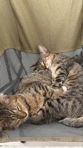 tabby cats for adoption