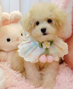 Maltipoo