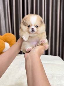 party color Pomeranian 
