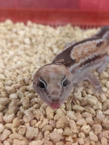 African fat tailed