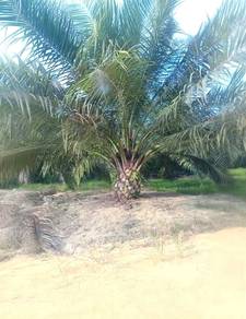 Agricultural Land in Sungai Lembing, PHG