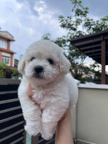 bichon frise