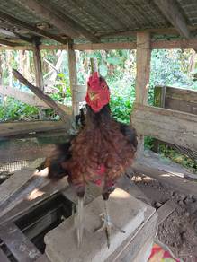 ayam kampung 