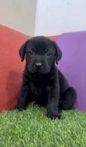 Labrador pure breed