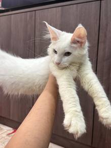 mainecoon kitten