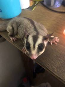 Sugar glider