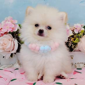 Pomeranian