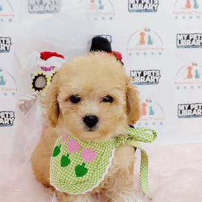 Tiny Poodle