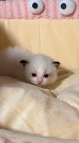 baby ragdoll