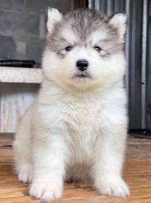 SIBERIAN HUSKY PUPPIES 🌻188 Male-Female