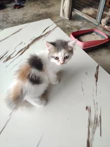 Kitten (Parsi mix Lokal)