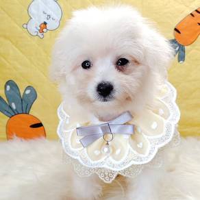 Poodle