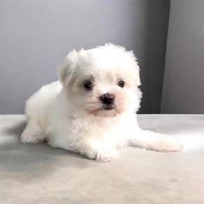 Maltese pure breed male female mka
