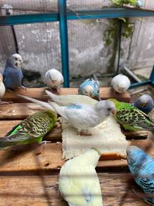 baji