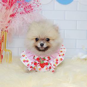 Pomeranian
