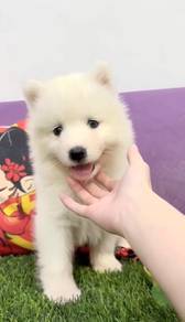 Samoyed pure cute bear puppy
