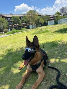 German Shepherd