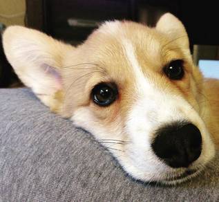 Heart-melting Corgi Long Body Short Legs Dog Baby