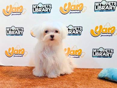 Maltese tiny sizes 2908267