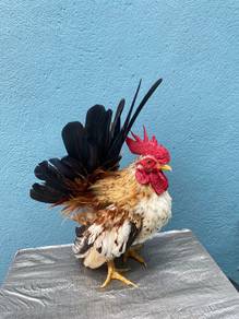 Ayam Japanese Bantam Jantan