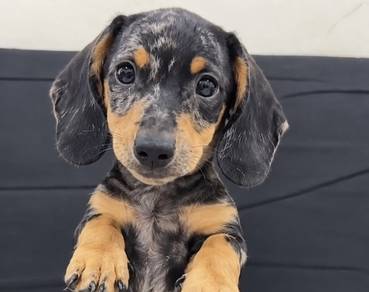 Pure Dachshund Dapple