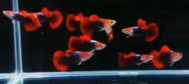 Red Rose Guppy