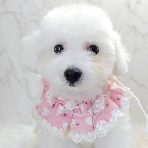 Poodle