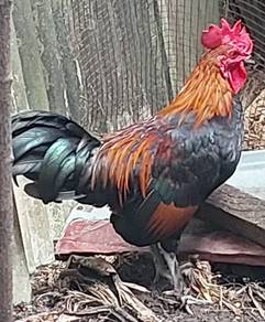 2 chickens for sale 