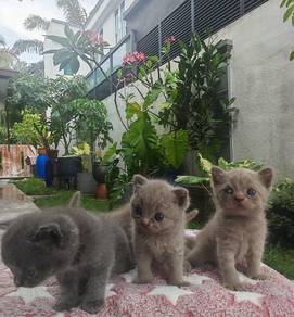 British shorthair