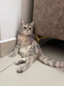 Bella British Shorthair Mix | 6 Bulan | Vaksin