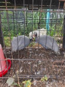 Ayam mutiara @Ayam api