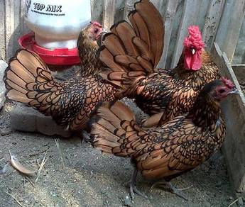 Ayam Batik Gold Sebright Bantam chick chicken bird