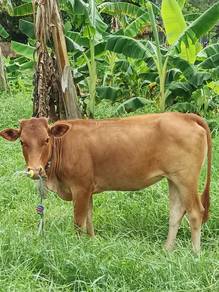 lembu tino bara limozin