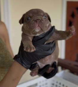 FRENCH BULLDOG PUPPIES F152 Cute Puppy