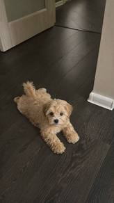 Baby-faced Maltipoo fills hearts with love puppy B