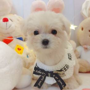 Maltese