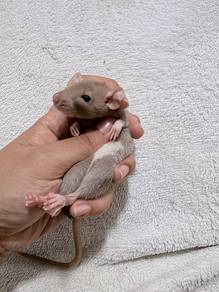 Dumbo Rats