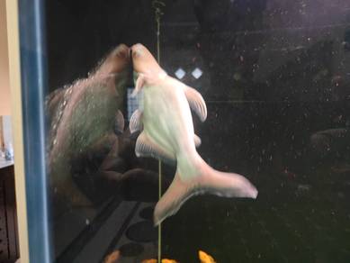 Patin Albino HF SB