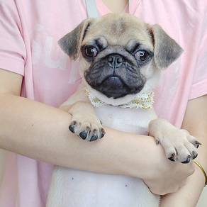 Pug