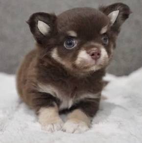 CHIHUAHUA PUPPIES VIP82🌷Head Apple Bonnie Dog